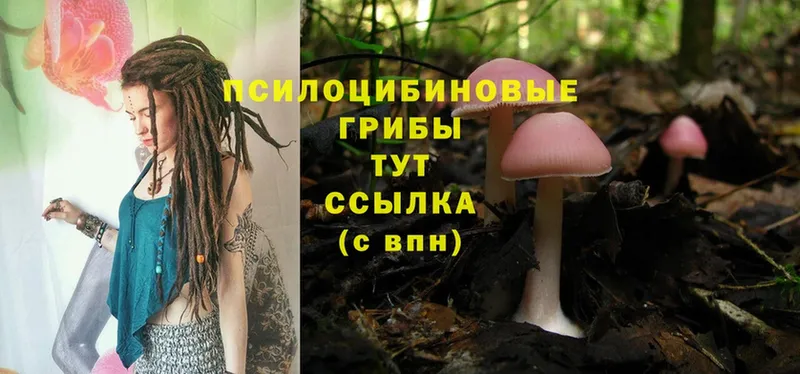 блэк спрут как войти  Краснотурьинск  Галлюциногенные грибы Psilocybe 